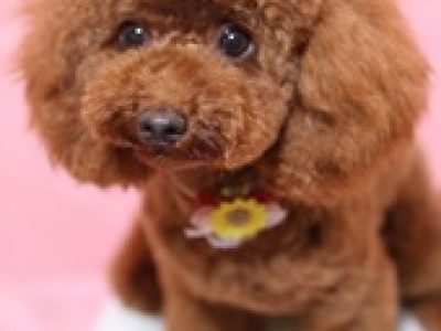 「２０１６年★人気犬種ランキング！！」詳しくはこちらをクリック