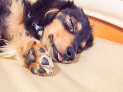 「意外と多いワンちゃんのヤケドにご注意を💦」詳しくはこちらをクリック